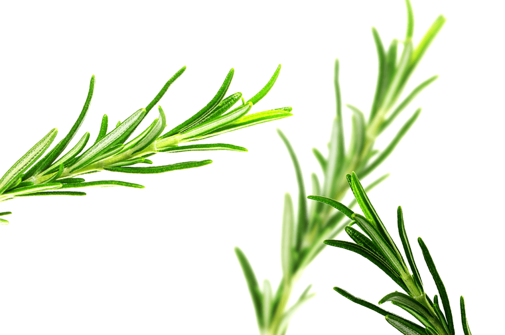 herb, rosemary, terpinolene, weed herald, weedherald.com