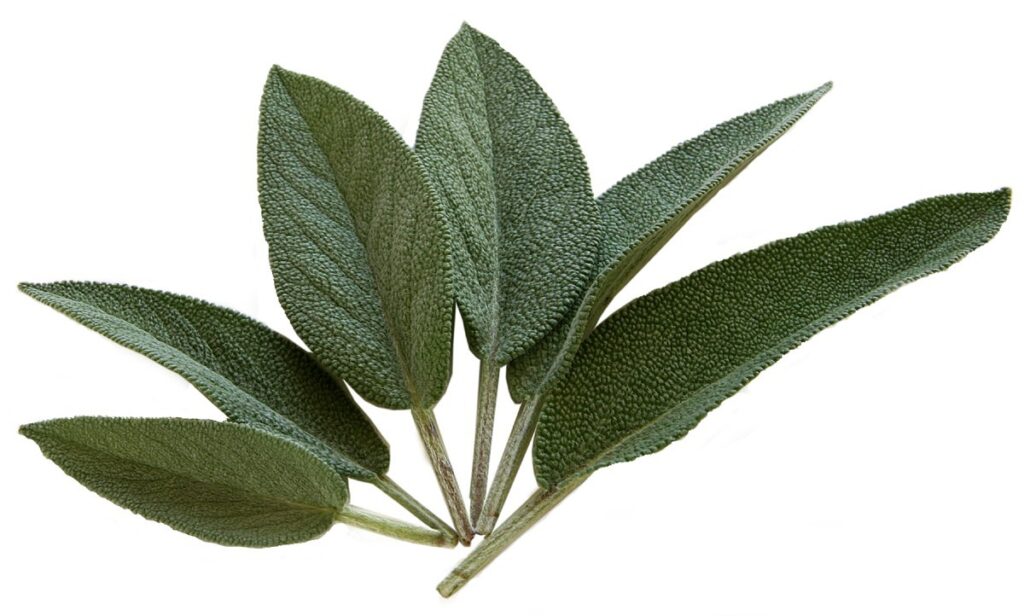 sage, kraeuer, seasoning-74326.jpg